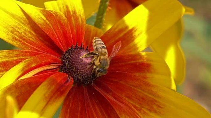 蜜蜂飞离黄花。以250 fps拍摄的超慢动作宏视频