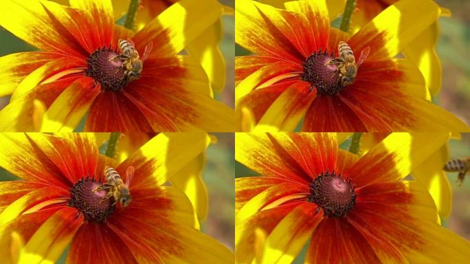 蜜蜂飞离黄花。以250 fps拍摄的超慢动作宏视频