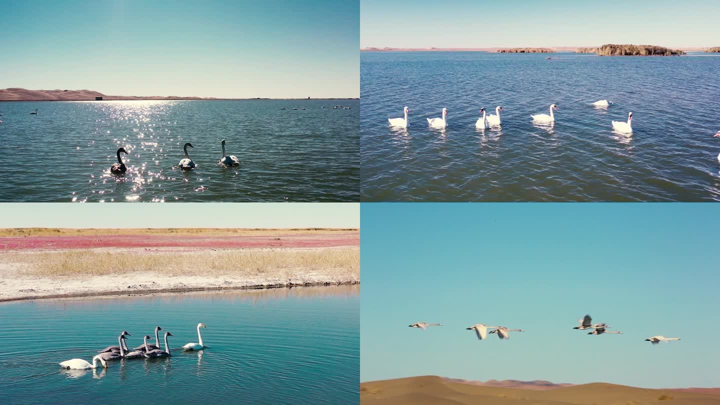 天鹅 居延 沙漠 湖水 旅游