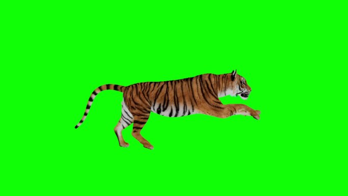 老虎侧面绿幕抠像奔跑游戏素材