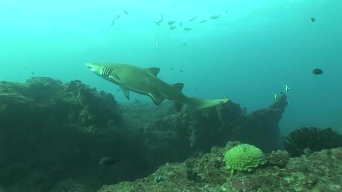 危险的公牛鲨 (Carcharhinus leucas) 水下视频