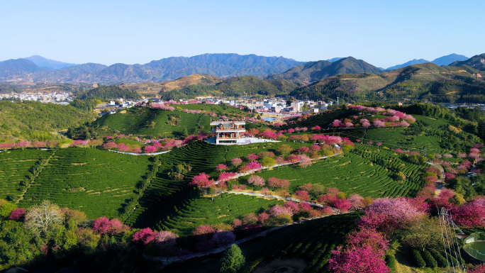 唯美浪漫的山顶永福樱花4K航拍