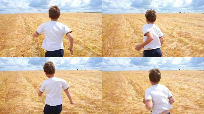 男孩在小麦中奔跑