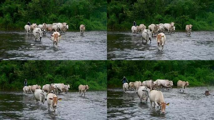 泰国的牛过河-慢动作