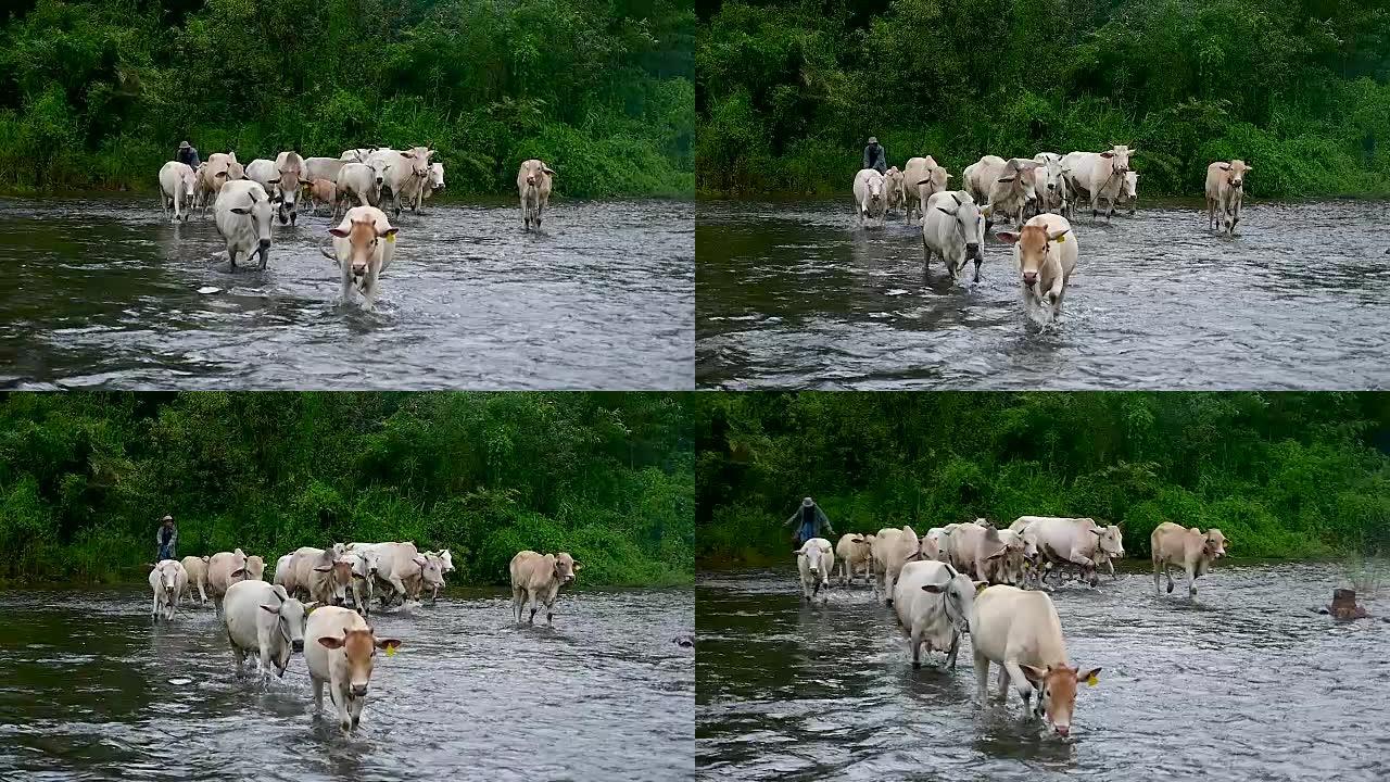 泰国的牛过河-慢动作