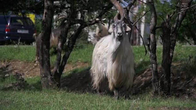 大角羊主要的阿尔法公绵羊在田间放牧的羊群中。慢动作