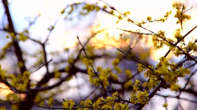 春天的时候，山茱萸枝在日落时盛开