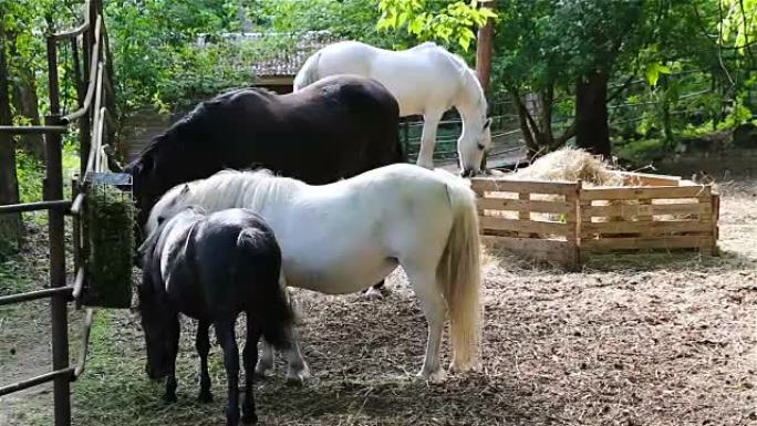 黑白马和小马在bar上喂食