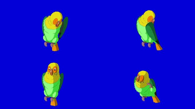 绿鹦鹉清洁羽毛。经典手工动画。