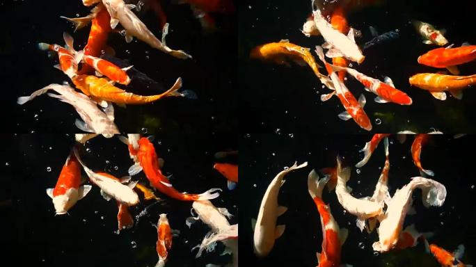 小龙虾或花式鲤鱼在水中游泳和进食