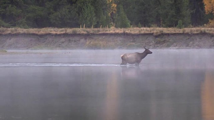 牛麋鹿过河