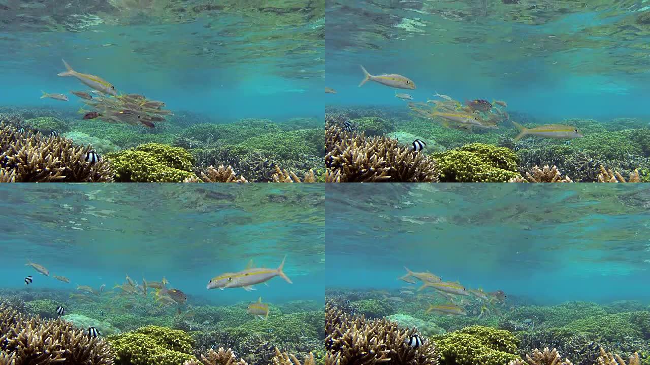 黄鳍山羊鱼-水下关岛