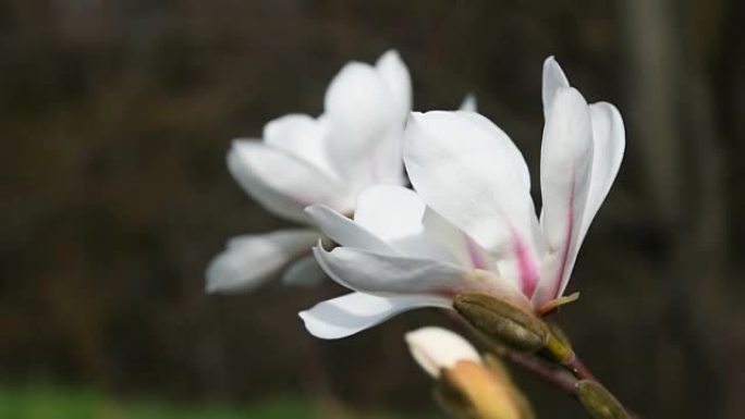 白色木兰花聚焦特写