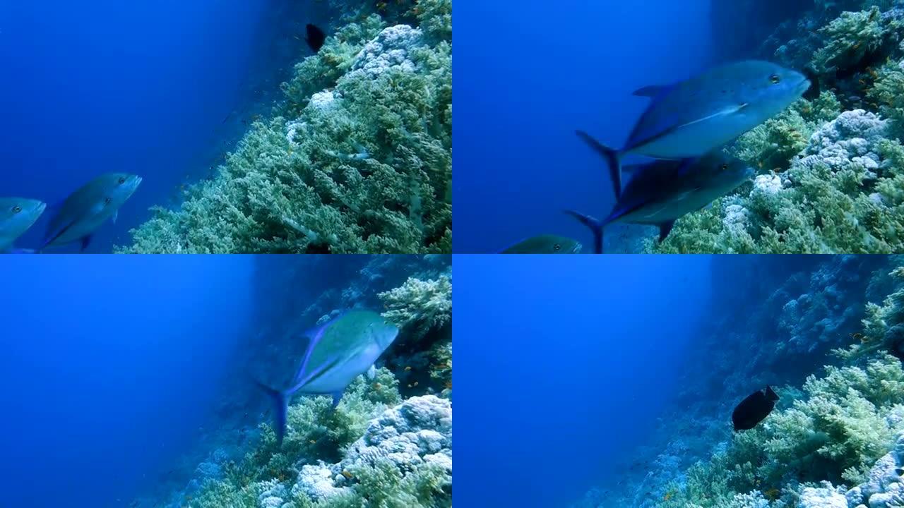 五颜六色的珊瑚礁中的热带鱼学校