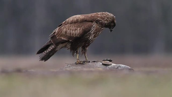 匈牙利森林中的欧亚秃鹰