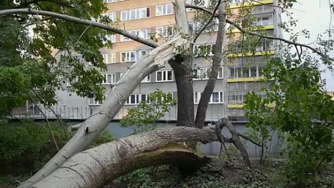 被风打碎的树。