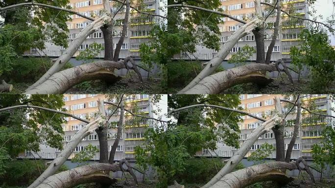 被风打碎的树。