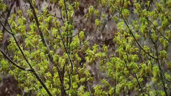 异常天气。4月晚下雪。在树上，绿叶和鲜花