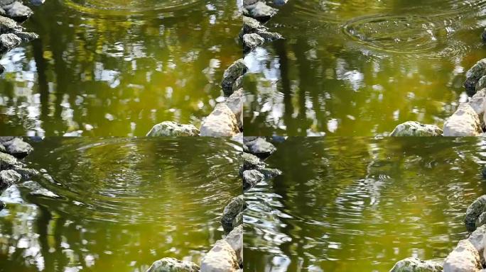池塘里有漂浮的鱼跳出水和石头
