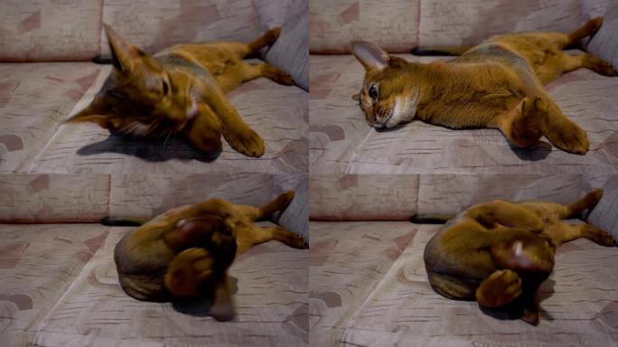 阿比西尼亚猫洗和打哈欠