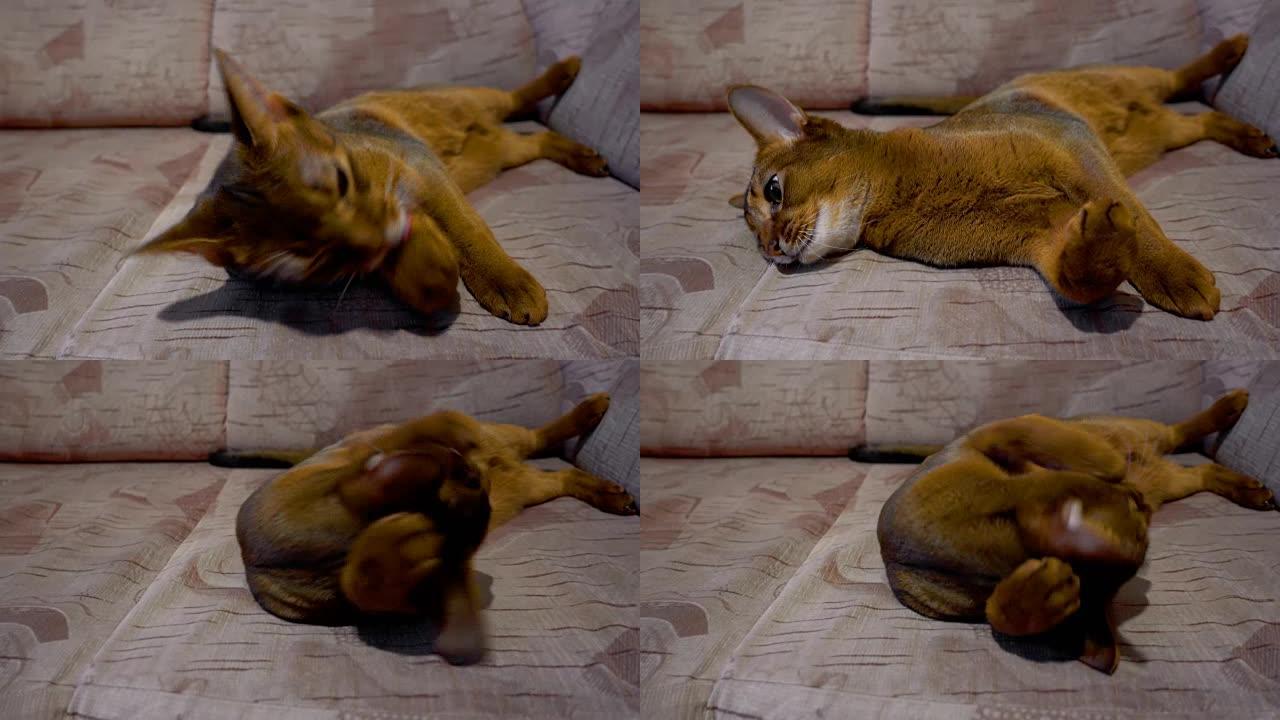 阿比西尼亚猫洗和打哈欠