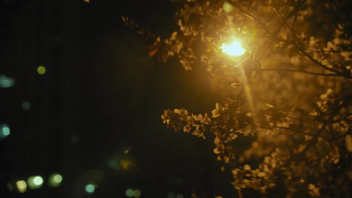 夜灯下的树叶微微摇动