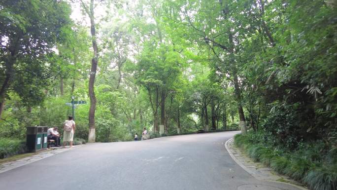 风景景区的树林小道路