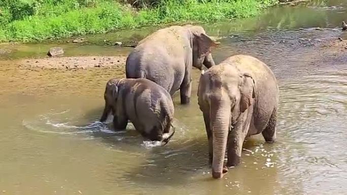 大象泼水