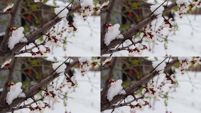 春天在雪下开花的苹果树枝