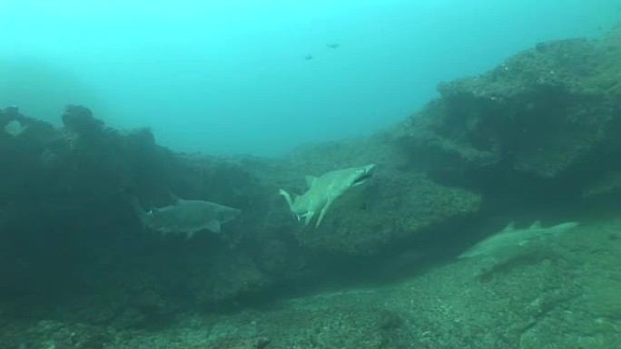 危险的公牛鲨 (Carcharhinus leucas) 水下视频