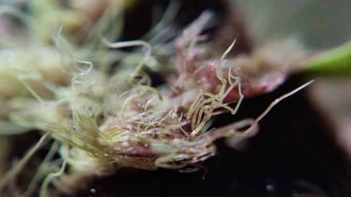 雨后竹笋细节竹笋绒毛细节