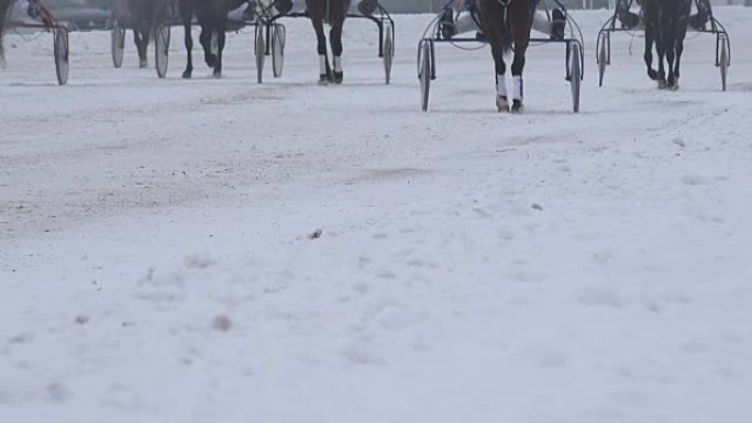 冬天，马车上的赛马腿在雪道上变暖。