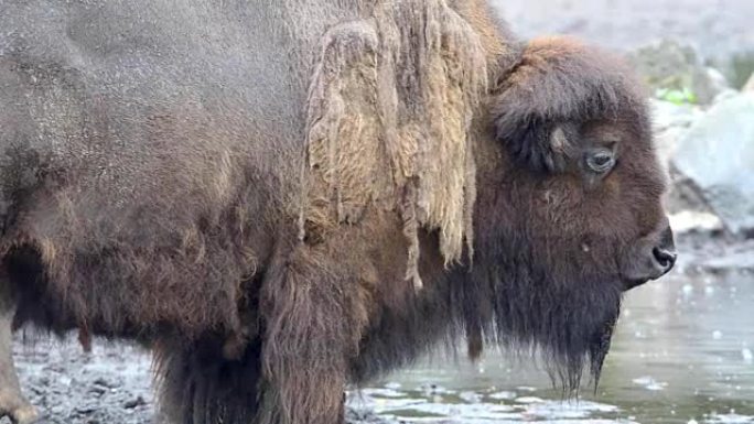 雨中的美洲野牛 (bison Bison)