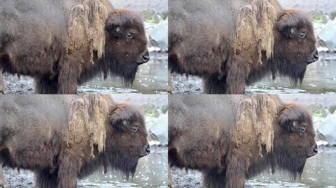 雨中的美洲野牛 (bison Bison)