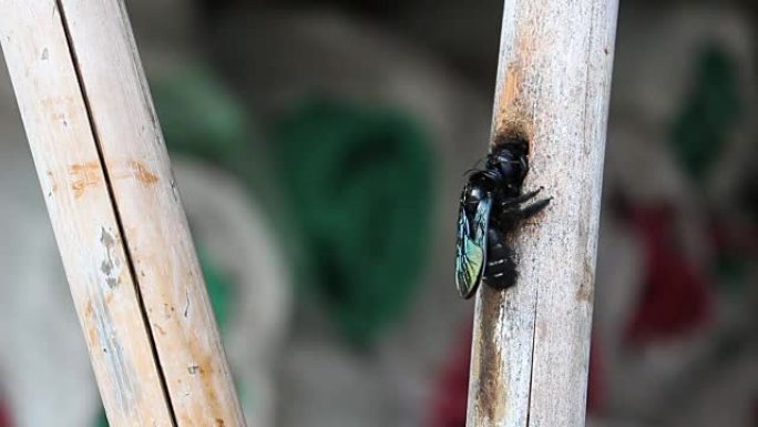 竹洞里的黑色大黄蜂