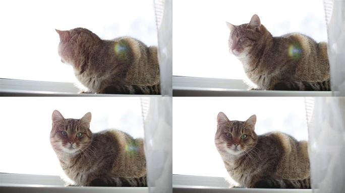 坐在窗帘后面的窗台上的猫。