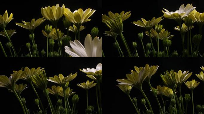 多莉拍摄的花延时开花芽盛开的白色闪电花