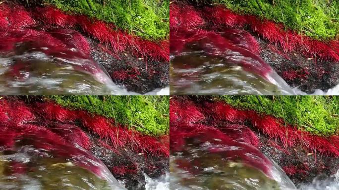 带有红色植物和流动水的山河细节。