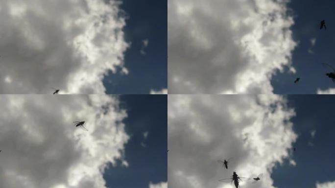天空背景底部视图上飞翔的小蚊虫