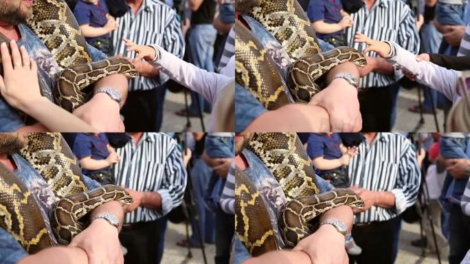 巨大的蛇蟒蛇在人的手中