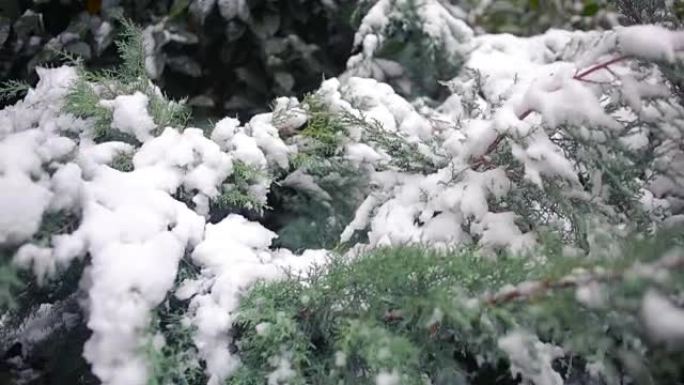 被雪覆盖的崖柏树枝。初雪