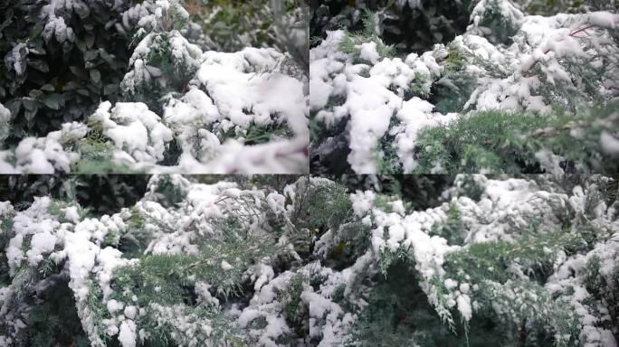 被雪覆盖的崖柏树枝。初雪