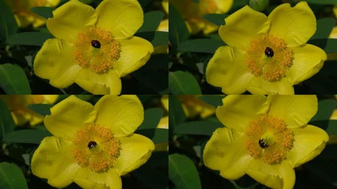 亮黄色金丝桃和瓢虫甲虫