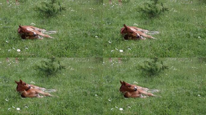 年轻的马在绿色的草地上吃草