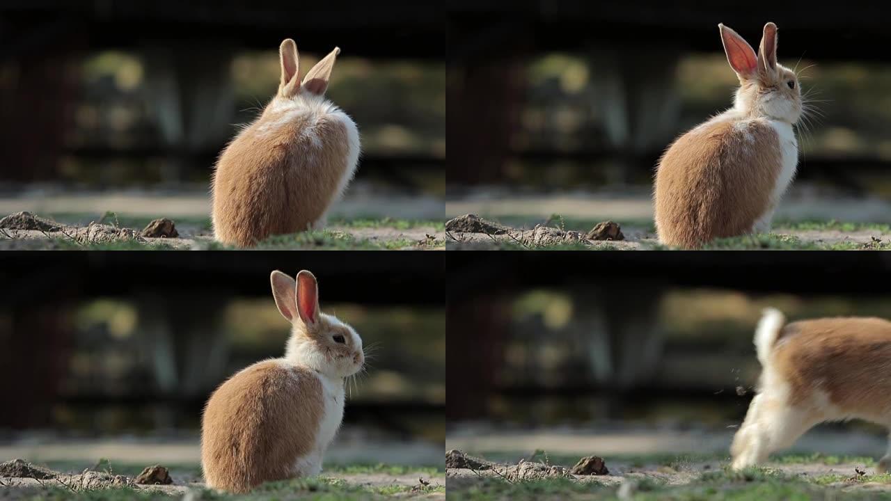 兔子逃跑了