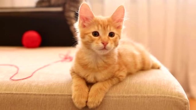 可爱的红发短尾小猫。