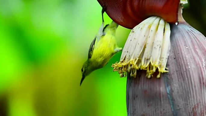 鸟，太阳鸟雌性栖息在香蕉花上吃甜。