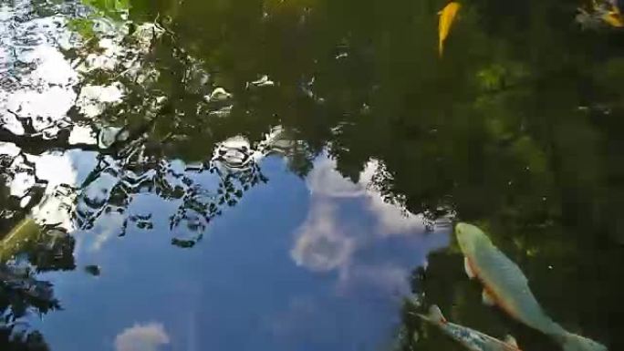 锦鲤在水中倒影的池塘里游泳
