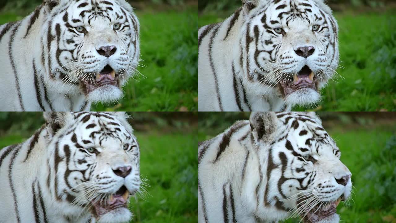 面对野外的白色孟加拉虎