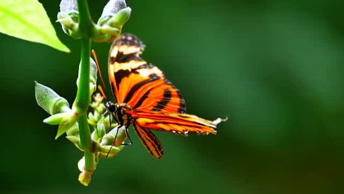 普通老虎橙和黑蝴蝶，花上的丹那乌斯